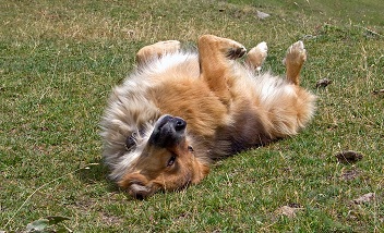 pes na trávě odstranění moči